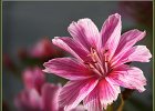 jan 009
